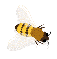 Abeille