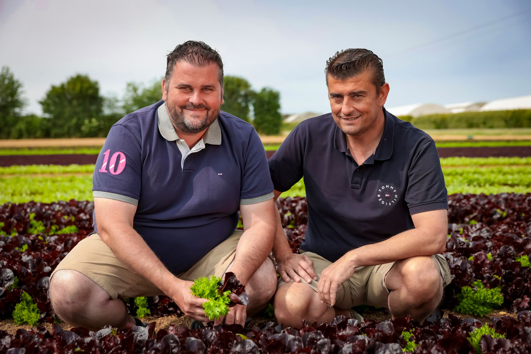 photo de maraichers dans un champs avec des salades
