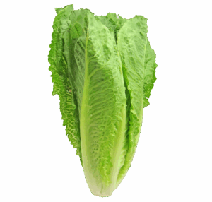 Laitue romaine
