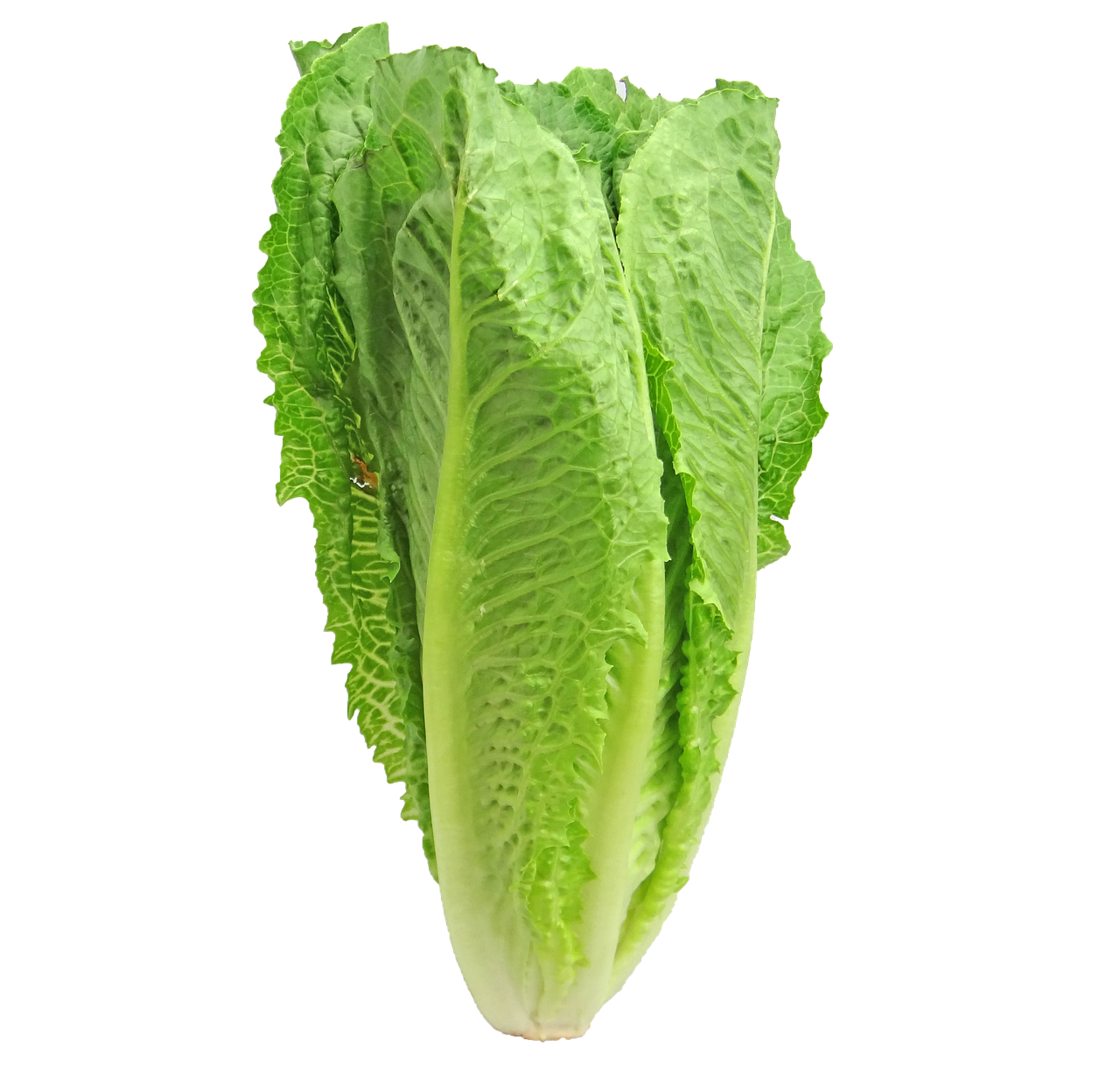 Laitue romaine