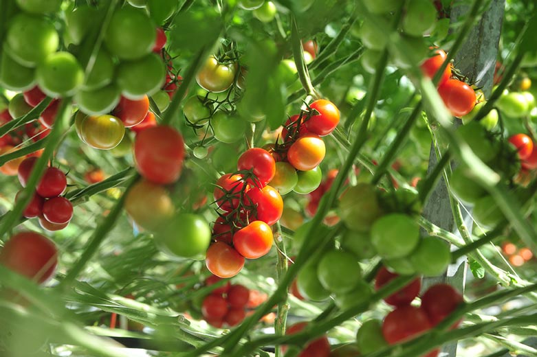 image tomates