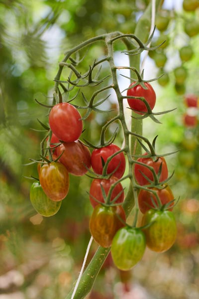 photo de tomates