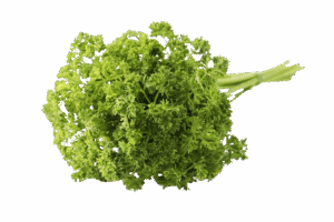 Persil frisé
