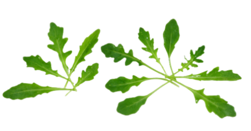 Roquette